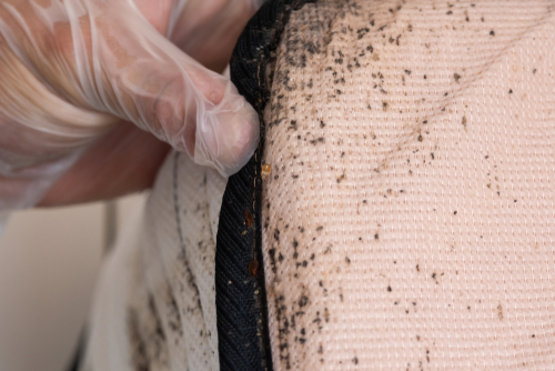 How To Find the Best Bedbugs Exterminators?