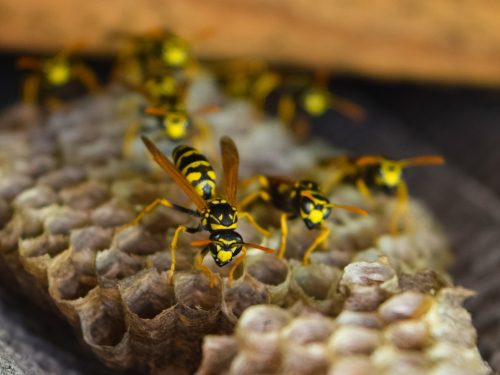 Pest Control For Landed Properties