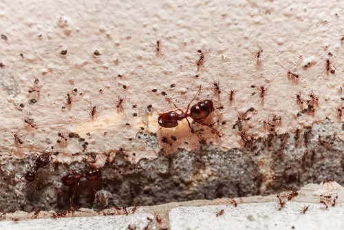 What Is Included In A Pest Control Service?