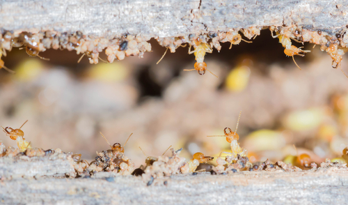 Are Termites Hard To Get Rid Of?