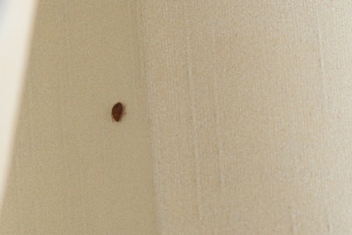 What Do Bed Bugs Hate?