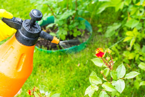 Why Pest Control Service For Your Home Garden Is Important?