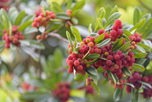 Why Pest Control Service For Your Home Garden Is Important?