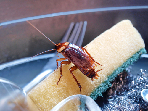 Why Cockroach Don't Die After I Spray Pesticide?