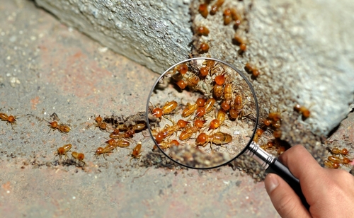Do Termites Come Back After Treatment?