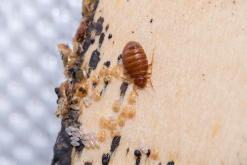 Where Can I Usually Find Bed Bugs In My Home?
