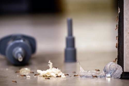 Types of Pest Control Services: From Extermination to Prevention