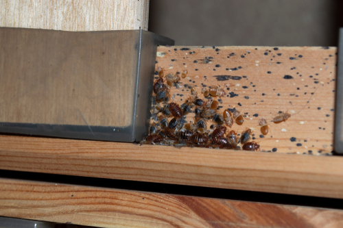Eco-Friendly Approaches to Bed Bug Control