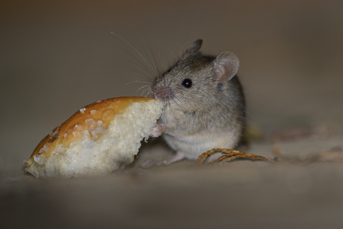 Best Practices for Rodent Control in Singaporean Commercial Spaces
