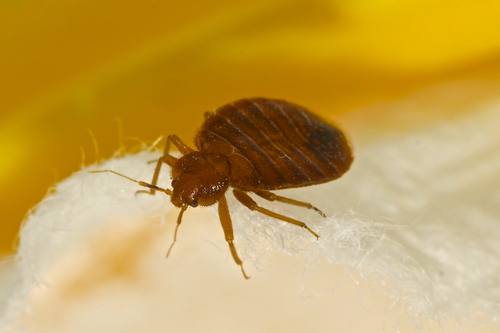Choosing the Right Pest Control Method