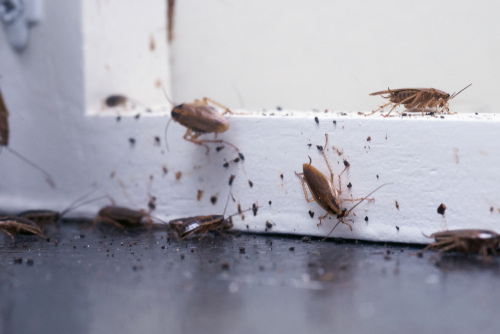 DIY Pest Control What Works and What Doesn’t